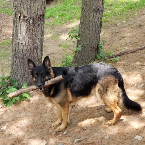 Dog Walking